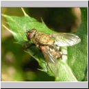 Pollenia sp - Fleischfliege w02.jpg